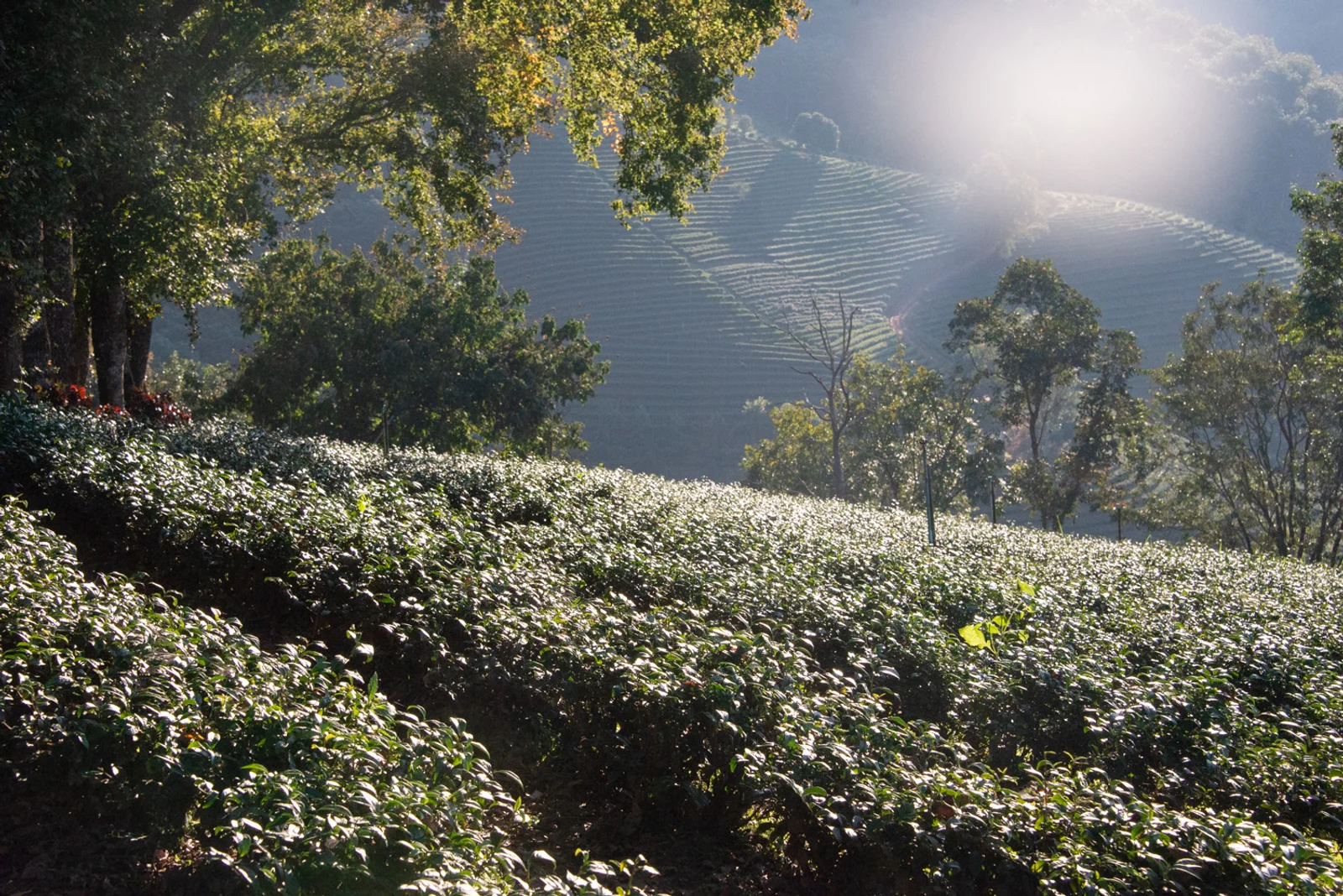 Tea garden in Doi Mae Salong, Northern Thailand