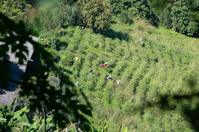 Tea in Thailand: the untold story of warrior farmers