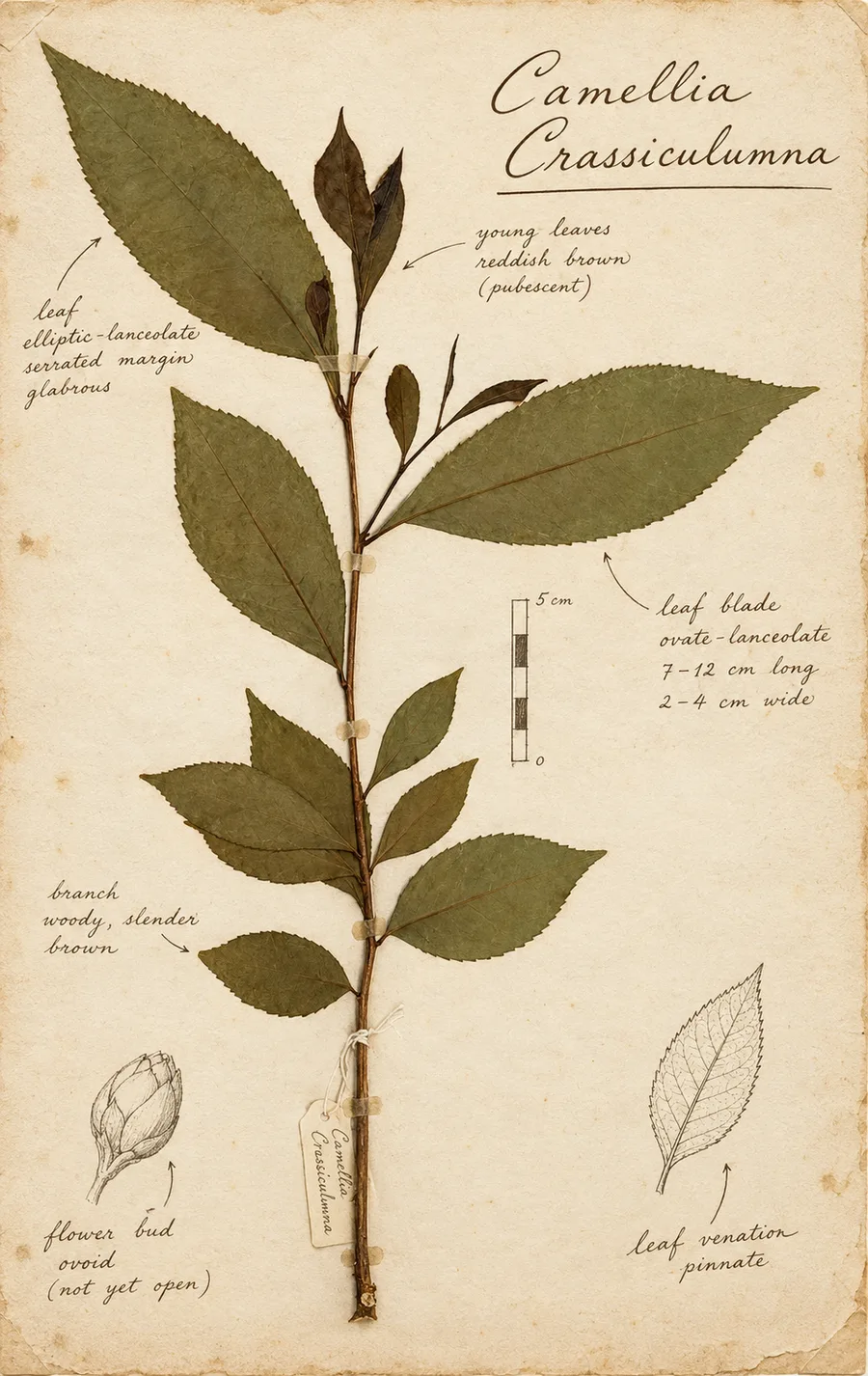 Camellia crassicolumna leaves, a wild tea species from the Golden Triangle