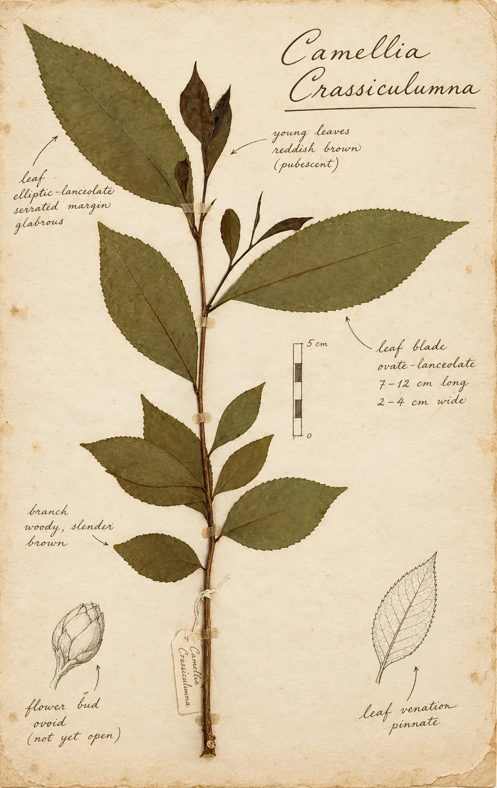 Camellia crassicolumna leaves, a wild tea species from the Golden Triangle