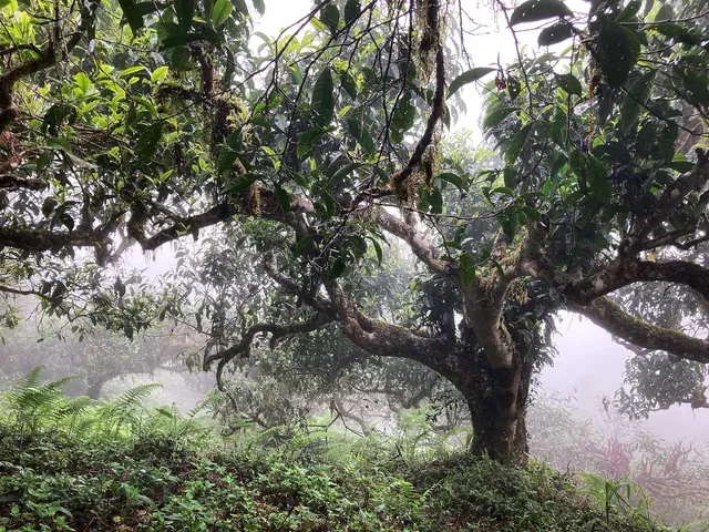 Why teas from wild and old trees?