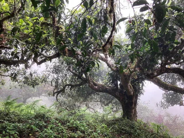 Pourquoi des thés provenant d'arbres sauvages et de vieux arbres ?
