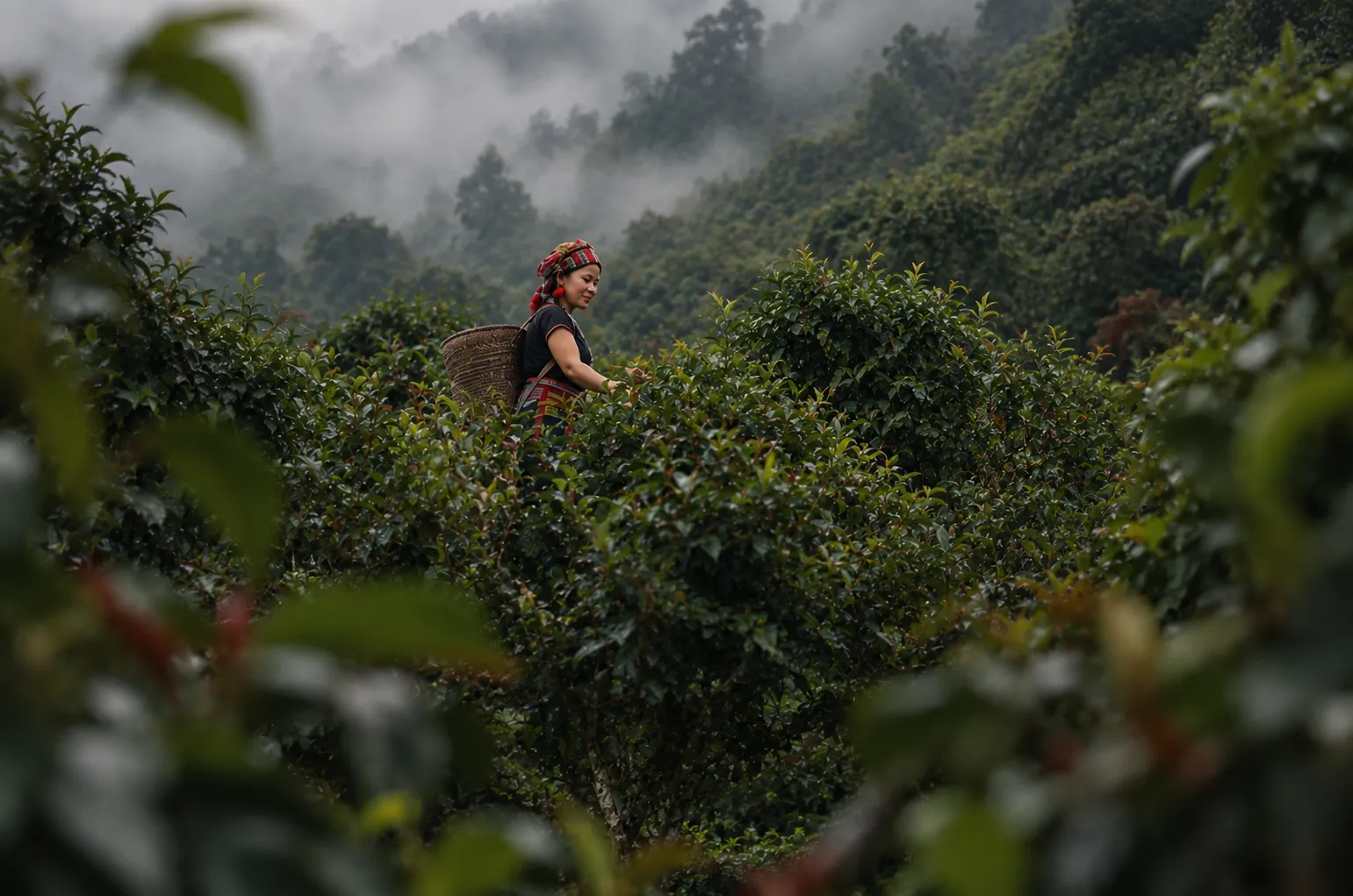 Wild tea trees, Thailand's edge in the global tea market